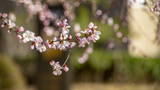 樱花绽放春天中信高清图片