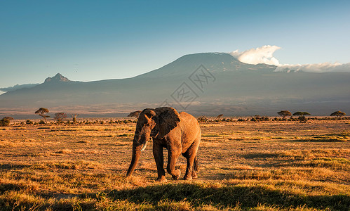 美丽的草原我的家非洲象背景