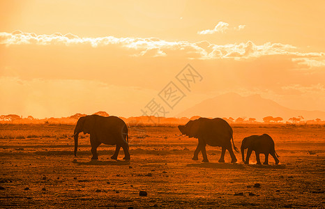 非洲象群安博塞拉国家公园高清图片