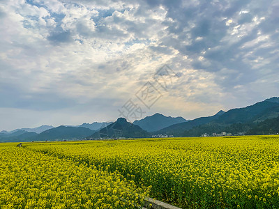 铜仁市瓦屋乡油菜花海图片