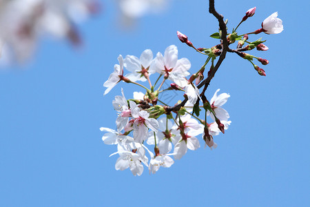 沐浴春风阳光三月的樱花背景