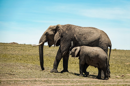 非洲象安博塞拉国家公园高清图片