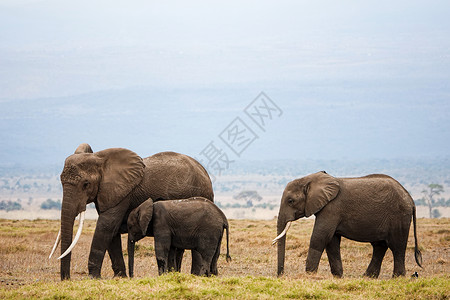 非洲象肯尼亚旅游高清图片