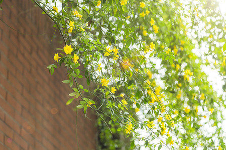 花满枝头紫薇花春满枝头背景