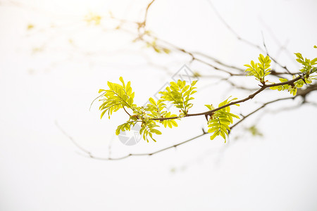 春天复苏春天里发芽的树叶背景