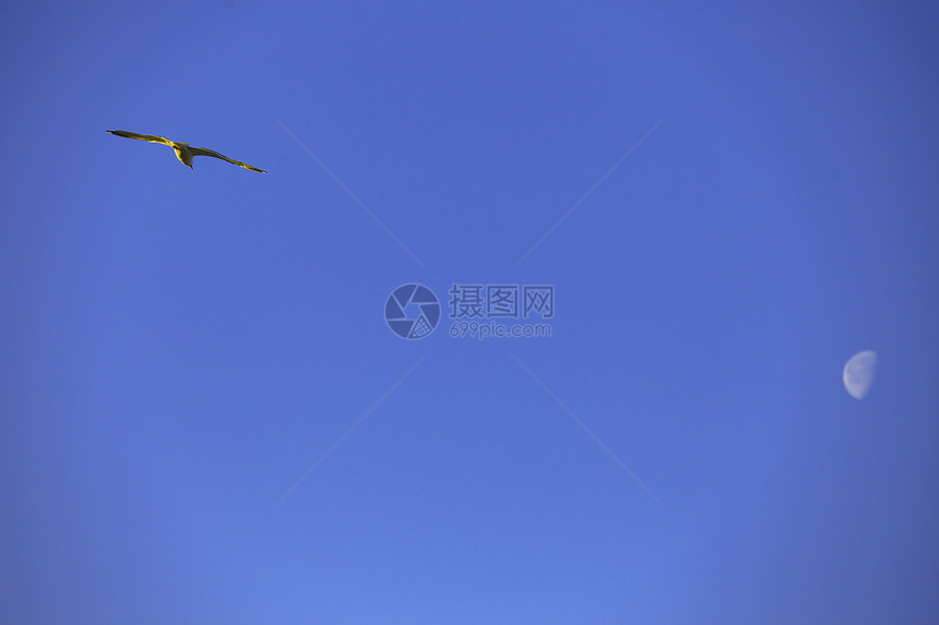 飞向月亮的海鸥蓝色背景图片