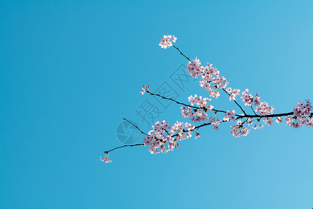 贵州平坝万亩樱花园春天风景高清图片素材