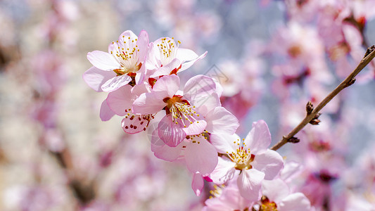 樱花节素材北京玉渊潭公园樱花绽放背景