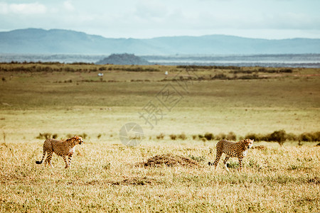 非洲豹追踪长尾豹马修高清图片