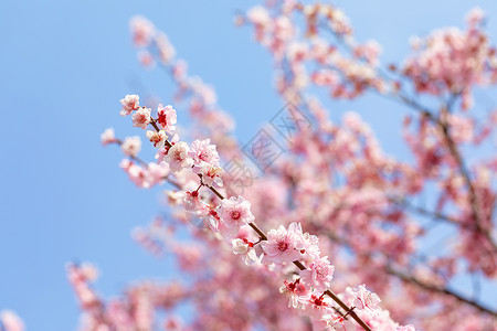 粉色梅花春天盛开的梅花背景