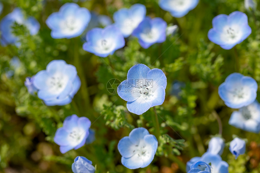 粉蝶花特写图片