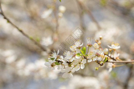 春季欧洲李花盛开背景图片