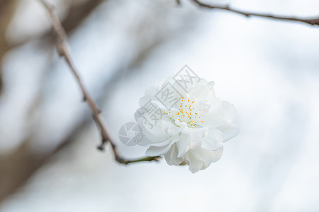 春季盛开的碧桃花图片