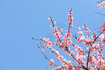 春天盛开的梅花图片