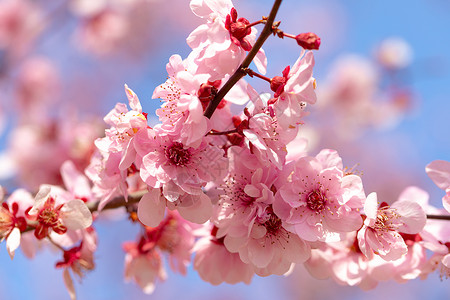 粉色梅花边框春天盛开的梅花背景