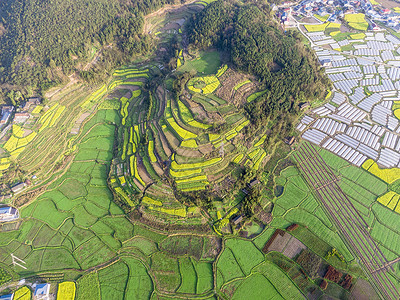 航拍春天田园乡村油菜花图片