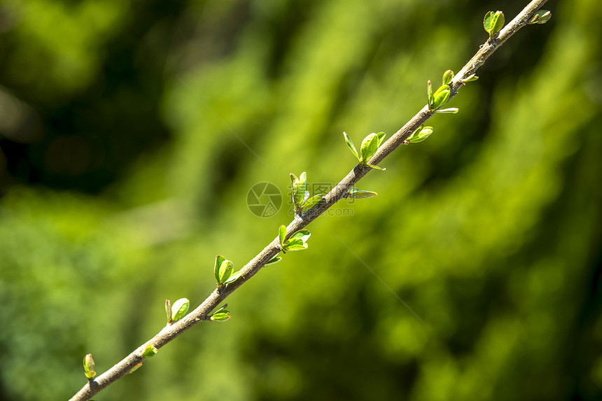 春天小区绿枝特写照片图片