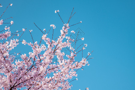 粉蓝色唯美花瓣贵州平坝樱花背景