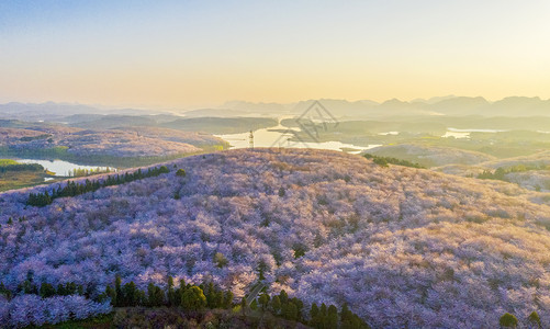 贵州平坝万亩樱花园日出图片