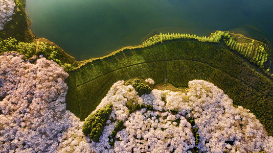 樱花粉贵州平坝万亩樱花园航拍背景