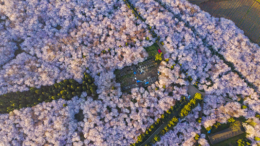 樱花粉贵州平坝樱花园背景
