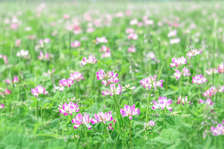 紫云英春天田野盛开花朵背景