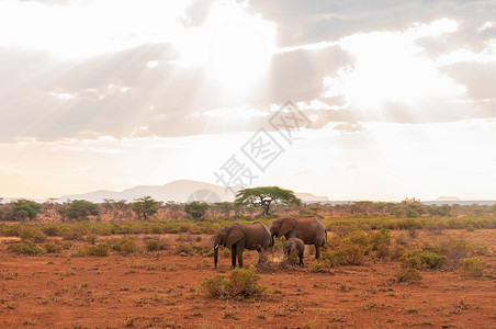 非洲象的一家图片