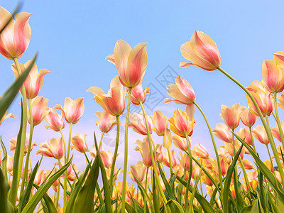 蓝天花园春日盛开的郁金香背景