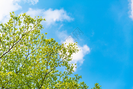 树叶蓝天清新绿叶背景素材背景