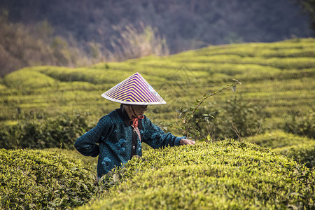 采茶人茶园采茶图片