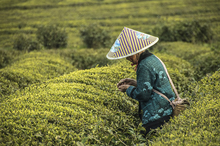 茶园采茶人喝奶茶的人图片素材