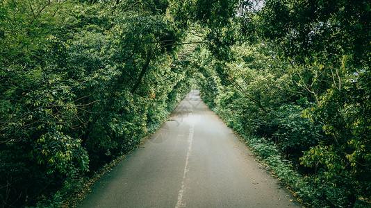 笔直的线条树荫长廊乡间小路绿荫小道森林树木背景