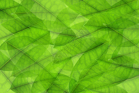 透明绿叶素材相符交错的透明绿叶背景背景