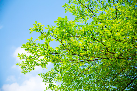 大树装饰夏天绿叶叶子背景背景