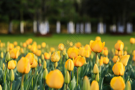 花园里的百花齐放郁金香背景图片