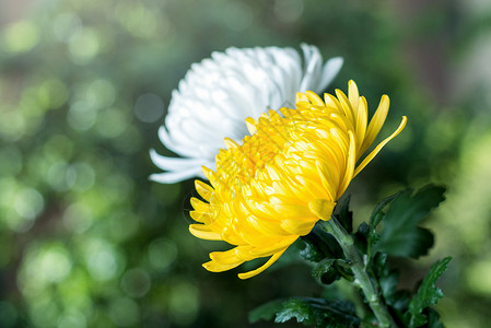 清明节菊花一朵菊花高清图片