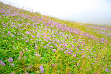 贵州韭菜坪韭菜花背景