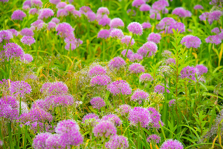 野生韭菜花贵州韭菜坪韭菜花背景