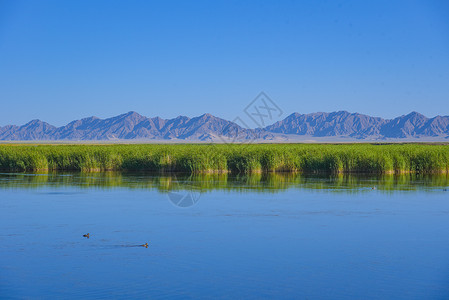 自热青海高原湿地风景背景