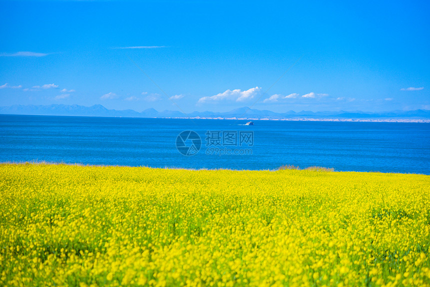 青海湖湖边油菜花风景图片