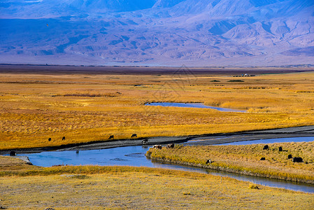 新疆帕米尔高塔合曼湿地背景