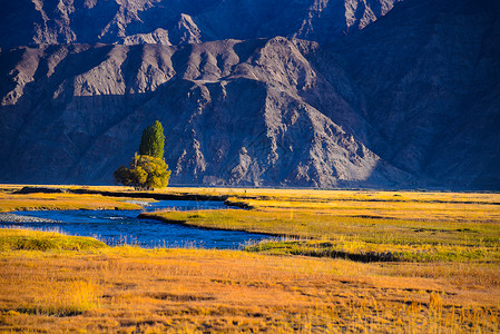 新疆帕米尔高原金草滩背景图片
