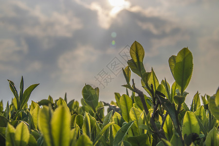 清明茶茶园高清图片素材