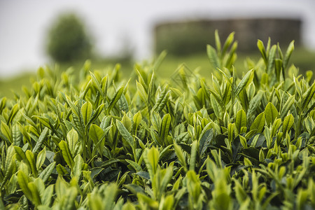 清明茶采茶高清图片素材