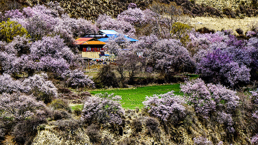 桃花和房子西藏林芝波密桃花背景