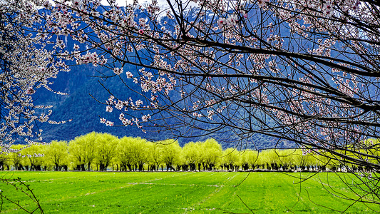 西藏林芝桃花沟风景西藏林芝波密桃花背景