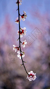 西藏林芝桃花沟风景西藏林芝波密桃花背景