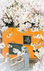 春天的樱花风景图片
