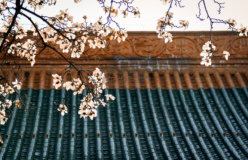 春天宫墙上的白玉兰花图片