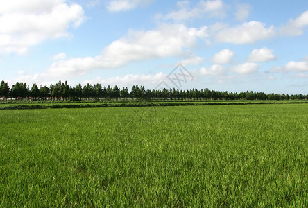 鸭田稻乡村的稻稞田背景